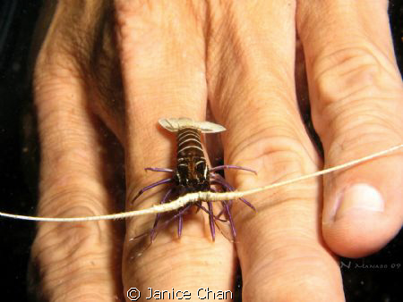 size comparison by Janice Chan 