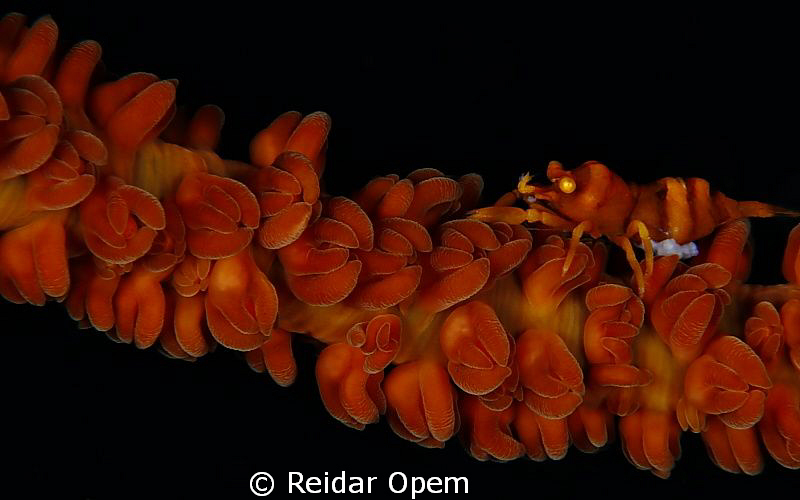 Shrimp (with eggs) on whipcoral. by Reidar Opem 