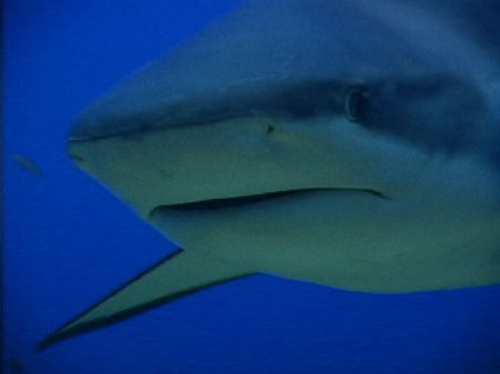 Gray reef shark. Roatan, Bay Islands. by Shawn Jackson 