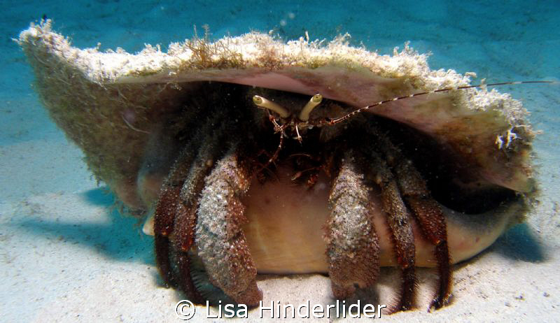 This fairly large hermit crab seemed to know he looked go... by Lisa Hinderlider 