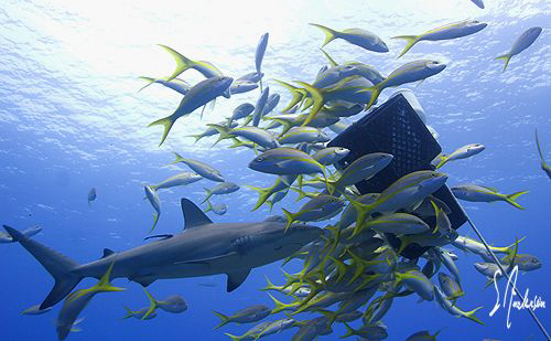 "Ring'n the dinner bell" This image was taken at Ginormou... by Steven Anderson 
