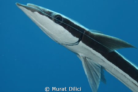 Remoras
Suckerfish by Murat Dilici 