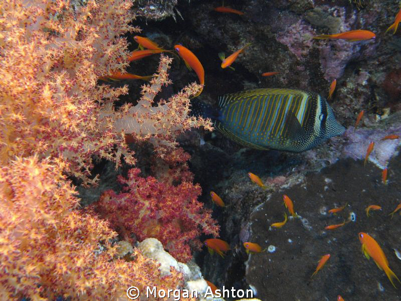 Abu Ramada. Last dive of the day. by Morgan Ashton 