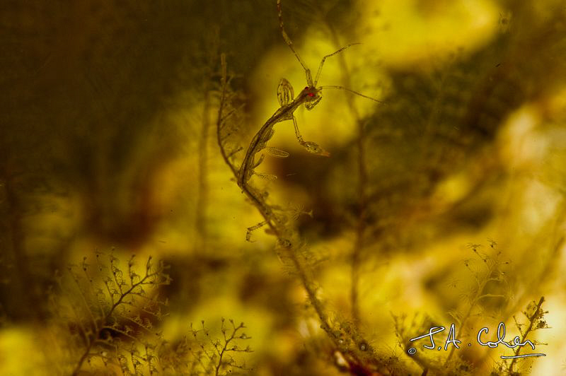Skeleton Shrimp by Julian Cohen 