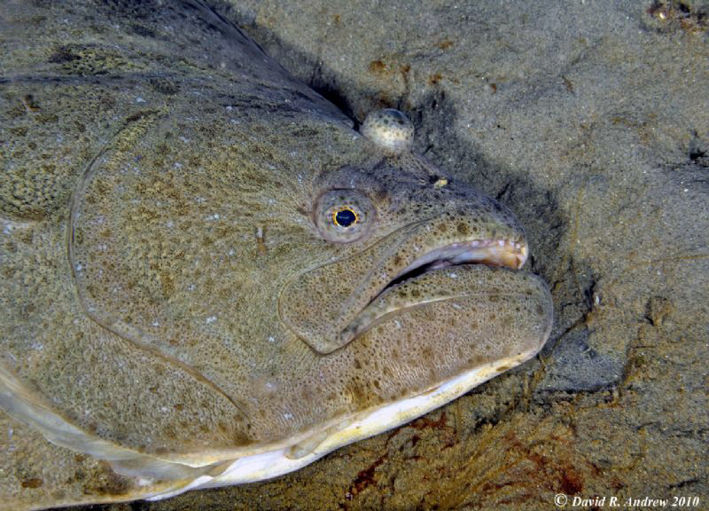 California Halibut (Paralichthys californicus) at La Joll... by David Andrew 