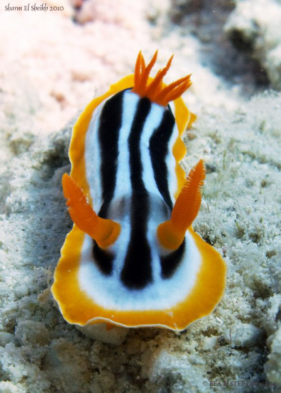 Chromodoris quadricolor. Sharm el sheikh. Canon G10. by Bea & Stef Primatesta 