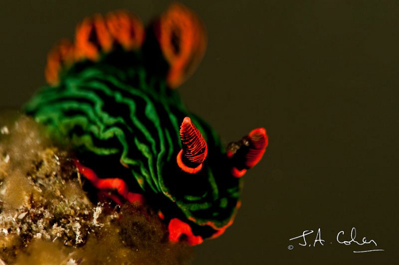 Shallow Depth of Field by Julian Cohen 