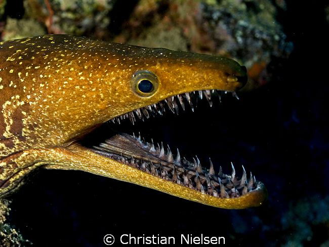 Impressive set of teeth!!!
Friendly Tiger Moray on Palm ... by Christian Nielsen 
