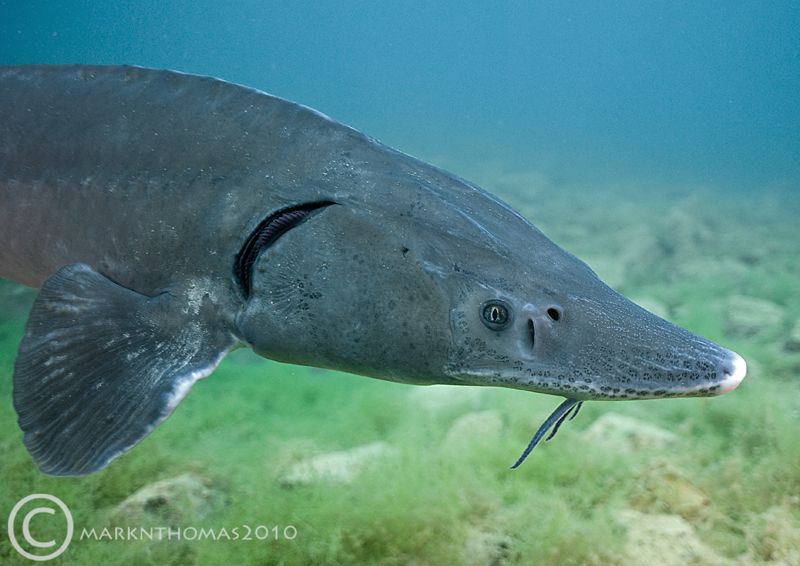 Sturgeon.
D3 20mm. by Mark Thomas 