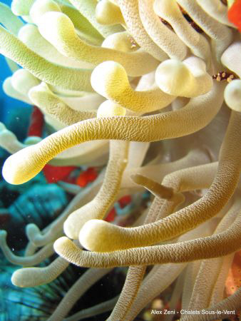 Anemone by Alex Zeni 