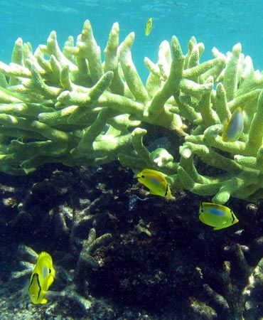 "Life in the Staghorn", Ningaloo Reef by Penny Murphy 