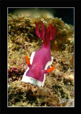 huge nudi in Sipadan Water Village house reef by Adriano Trapani 