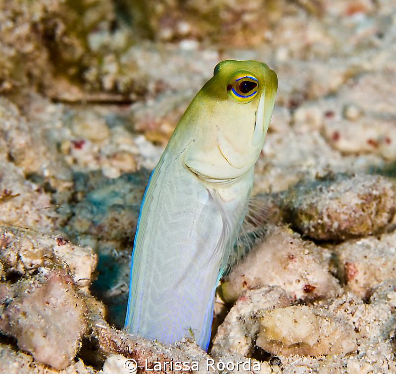 Side shot of another Yellow-headed Jawfish by Larissa Roorda 