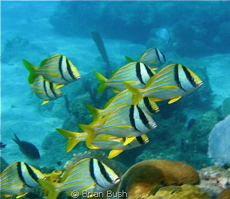 Synchronized swimming... by Brian Bush 