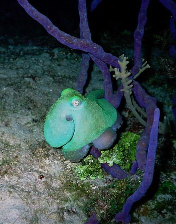 colors were very surpising to no attempt to camouflage or... by Michael Odonnell 