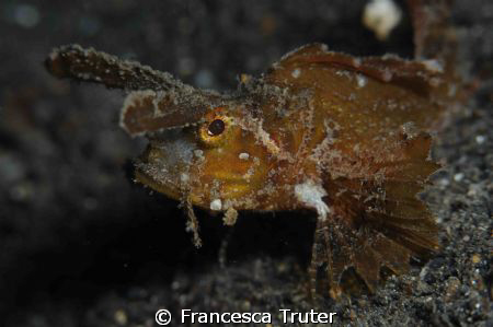 Ambon by Francesca Truter 