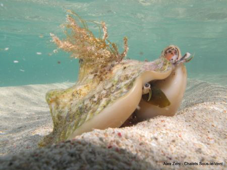 Lambi posing in the natural reserve of Petite-Terre by Alex Zeni 