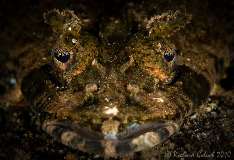 "Face to face"-Crocodile Fish-Lembeh by Richard Goluch 
