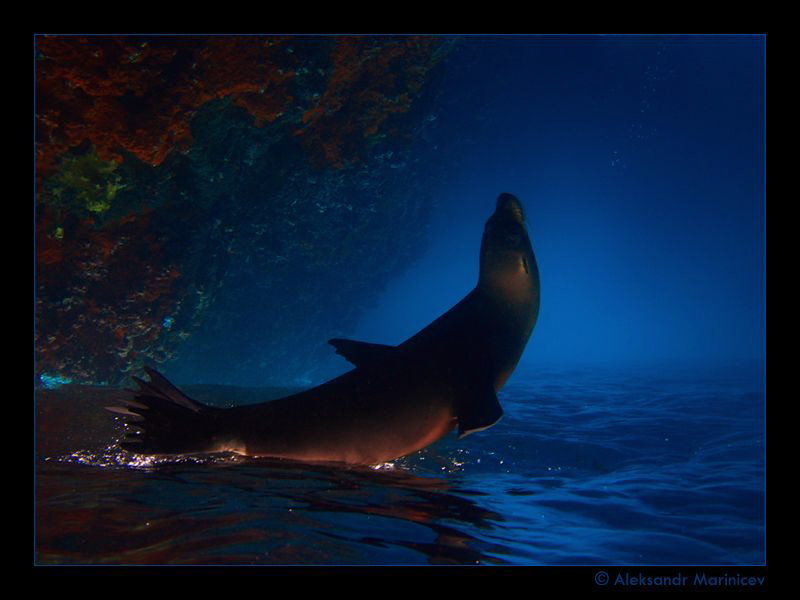 3...2...1...0...Start

Sea Lion, Galapagos Islands
Fli... by Aleksandr Marinicev 