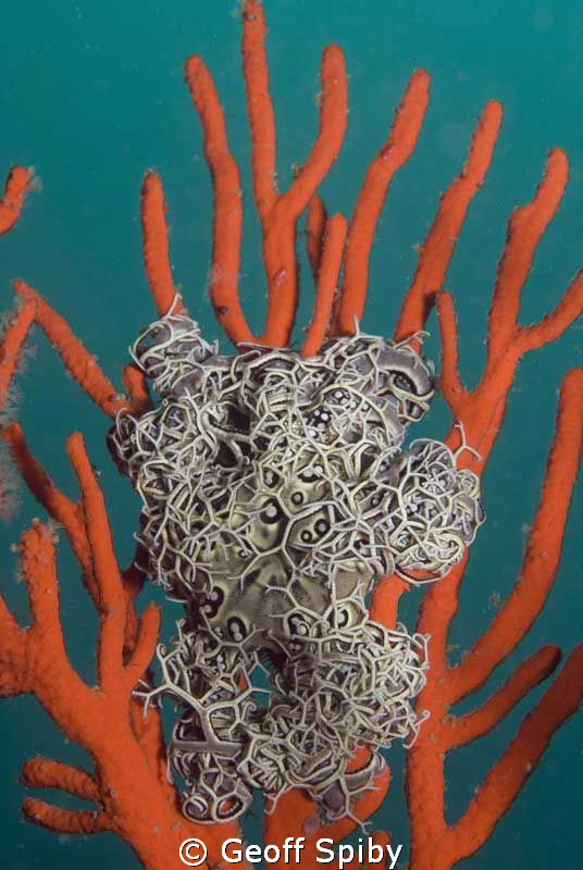 basket star by Geoff Spiby 