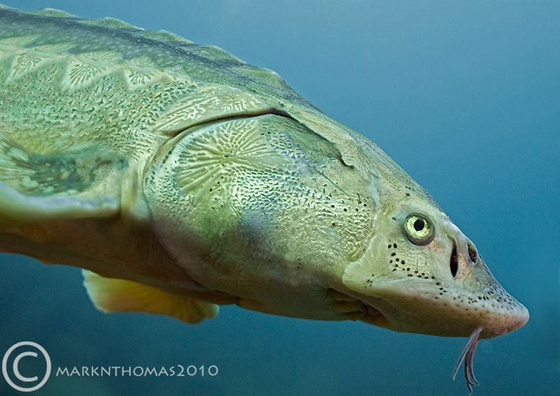 Diamond Sturgeon.
D3 20mm. by Mark Thomas 