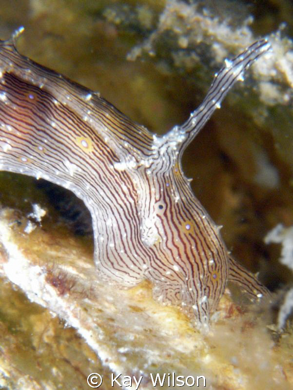 Blue Lined Sea Hare, super macro, DX1G, stacking diopters... by Kay Wilson 