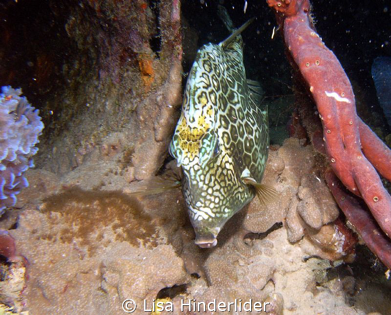 Nighty nite!  Honeycomb Cow sleeping on night dive. by Lisa Hinderlider 