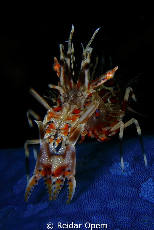 Tigershrimp by Reidar Opem 