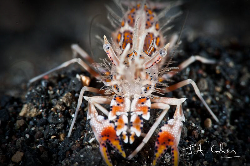 Tiger Shrimp by Julian Cohen 