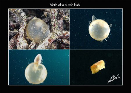 Cuttlefish egg hatched right before my eyes... photoshopp... by Adriano Trapani 