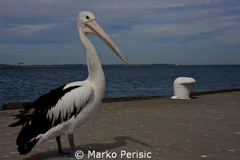 Early morning on the Ammo Jetty. by Marko Perisic 