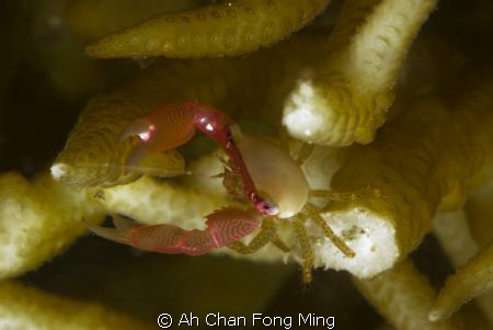 ....??? by Ah Chan Fong Ming 