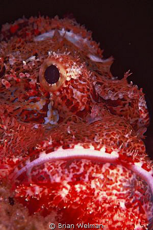 "Fierce Creature"
Scorpion Fish Face Portrait by Brian Welman 