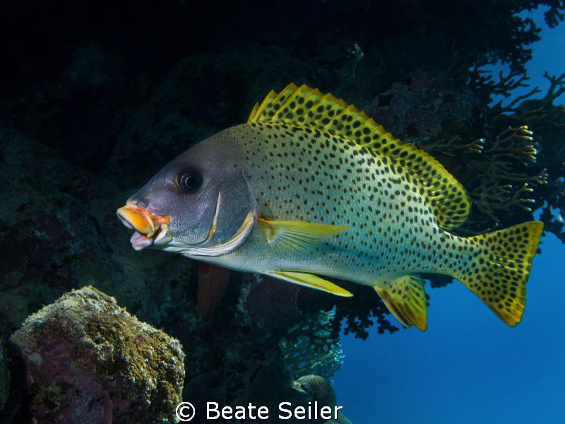 Sweetlip , taken at El Quadim with Canon G10 by Beate Seiler 