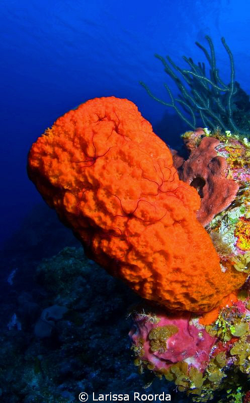 Orange vase sponge at 90 feet with resident brittle stars by Larissa Roorda 