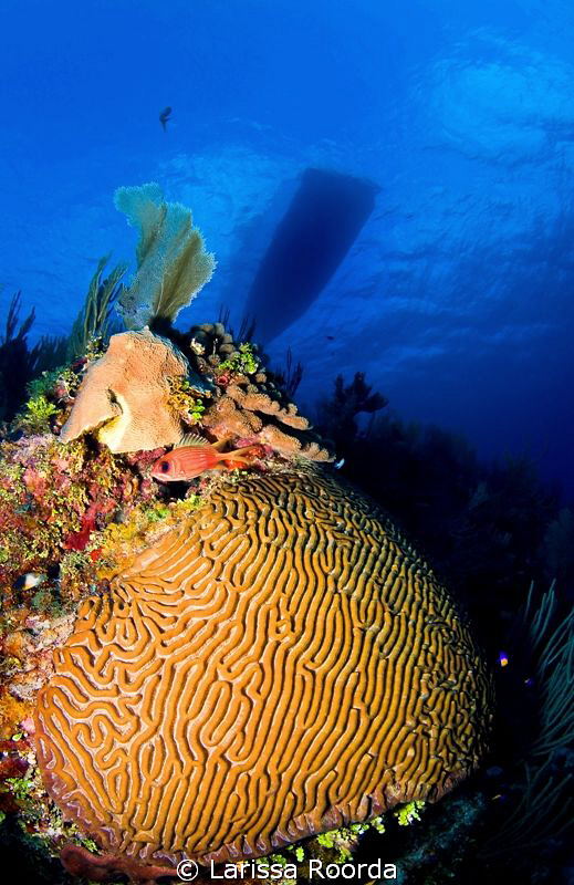 Brain coral and squirrelfish. by Larissa Roorda 