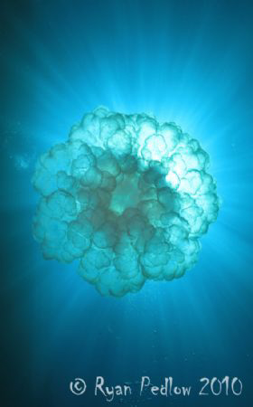 Jelly with 7D by Ryan Pedlow 