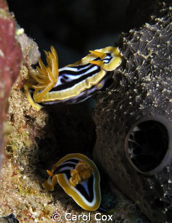 Wherever you find black sponges in the Red Sea, you can f... by Carol Cox 