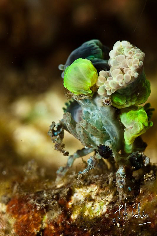 Decorator Crab with extreme headgear / or "Nice Hat!" by Julian Cohen 