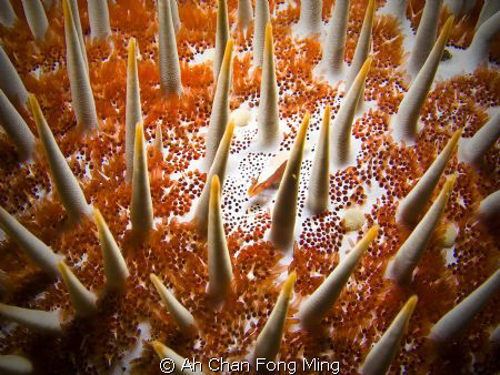 Taken by canon G9. by Ah Chan Fong Ming 
