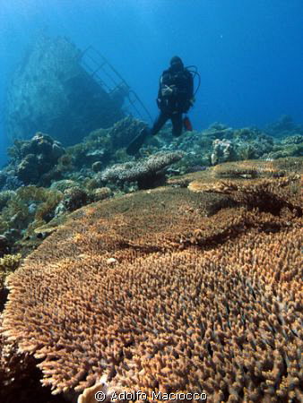 Massive Acroporas @ Kormoran wreck
(wreck visible behind... by Adolfo Maciocco 