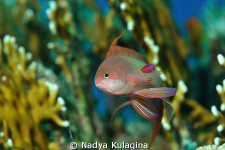 Unhappy goldie by Nadya Kulagina 