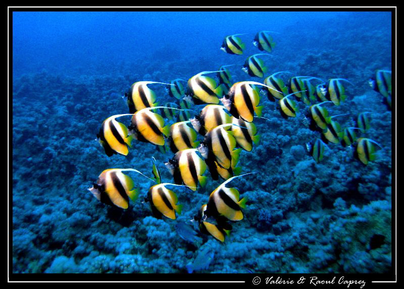 Heniochus intermedius taken with a Canon G9 and a single ... by Raoul Caprez 