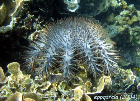 Crown of Thorns taken during our crown of thorns survey a... by Ed Garcia 