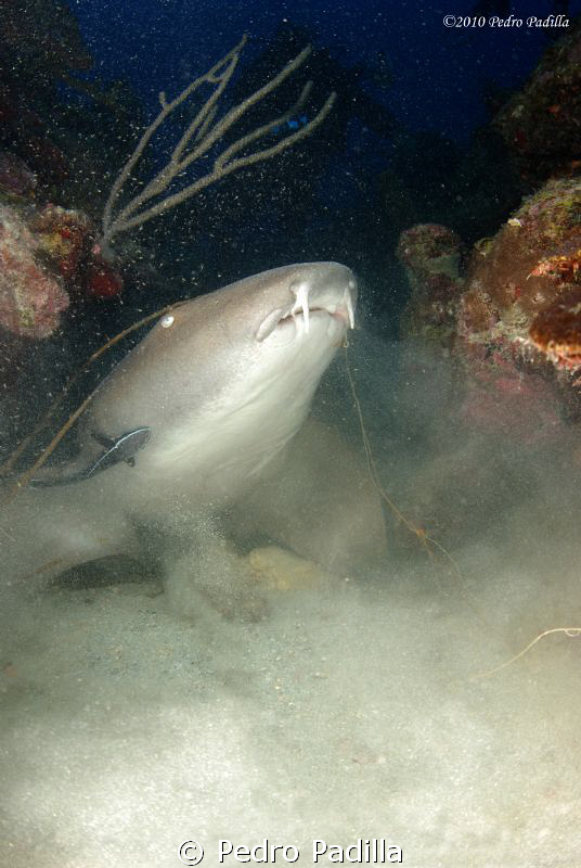 Nurse shark, watch for the hook in his mouth. very sad :(... by Pedro Padilla 