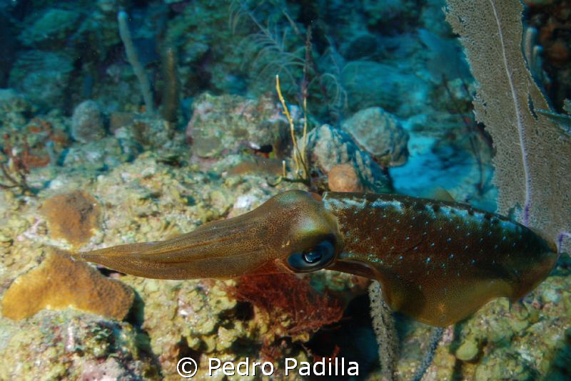 Squid look!!! 
Nikon D80 with 15mm lens, Shoot at 1/30 s... by Pedro Padilla 