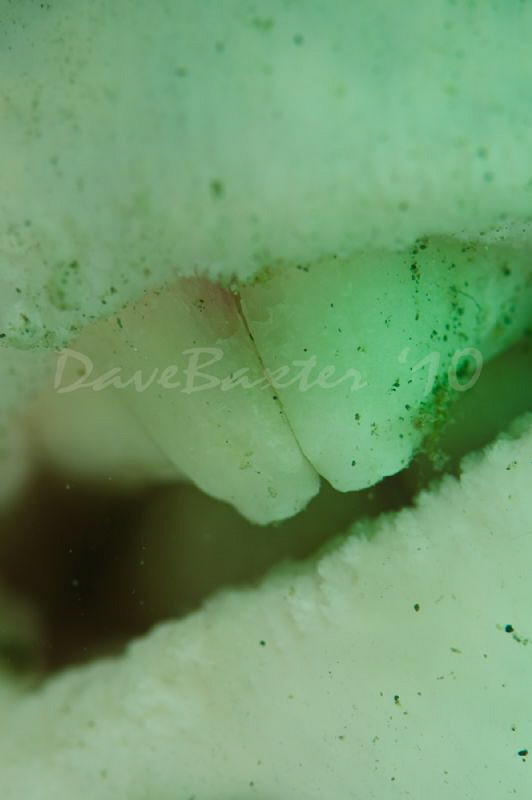 the teeth of a nor west Blowfish by Dave Baxter 