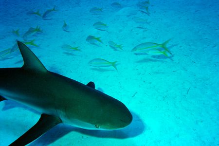 Bull Run - Bahamas Check out the double shadows by the sn... by Ian Brooks 