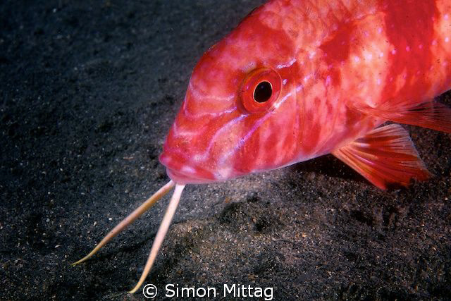 Bluestriped Goatfish by Simon Mittag 