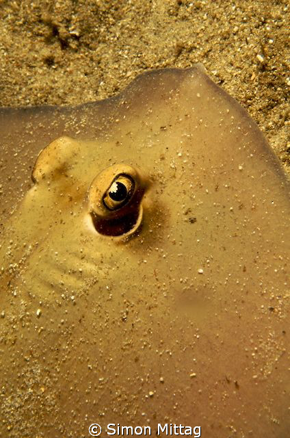Stingray by Simon Mittag 